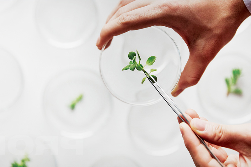植酸在食品抗氧化、防腐中的應(yīng)用